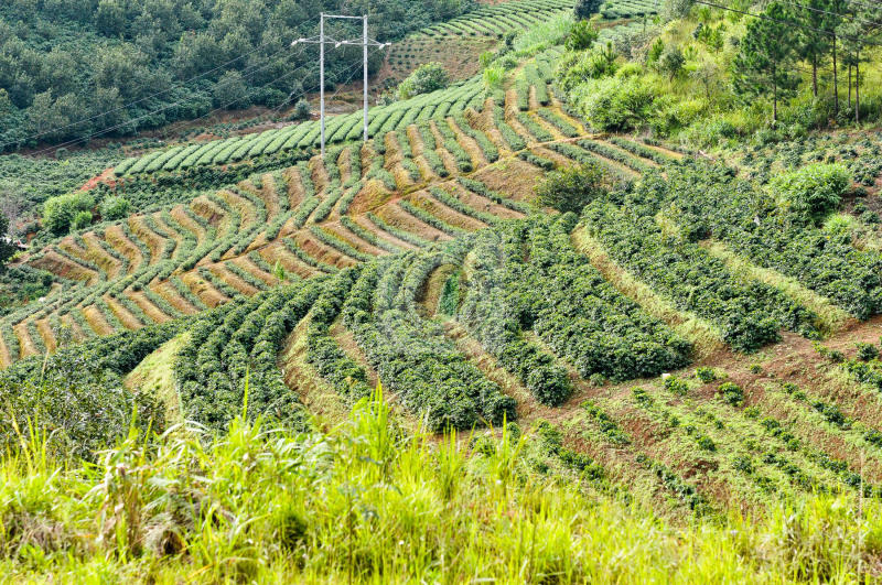 Nơi trồng cà phê arabica