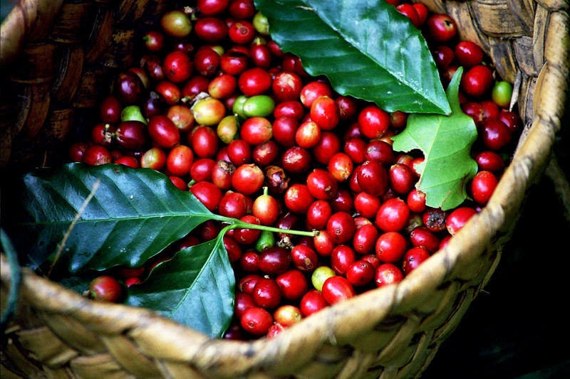 Nguồn gốc cây cà phê Arabica