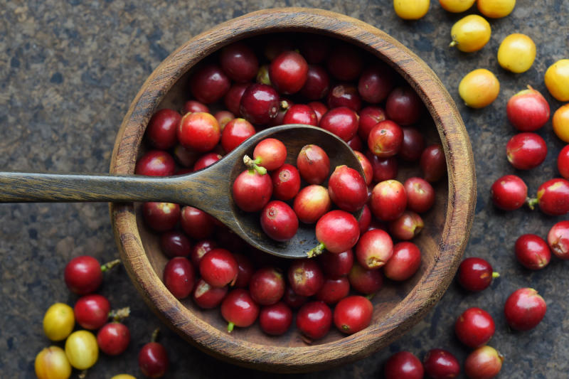 Cây cà phê Arabica Việt Nam trồng ở đâu? Có những loại nào?
