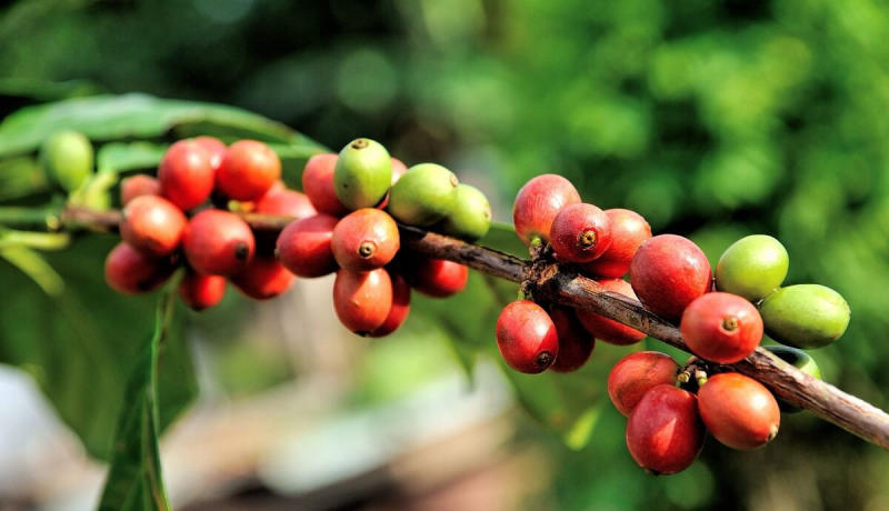 Cà phê Culi được trồng nhiều nhất ở vùng Tây Nguyên