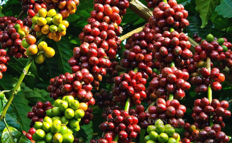 Các loại hạt cà phê truyền thống Việt Nam