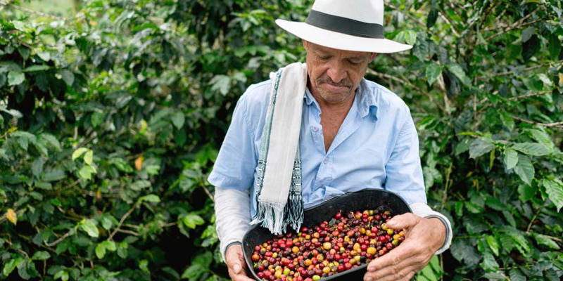 Cà phê có độ chua cao – Colombia
