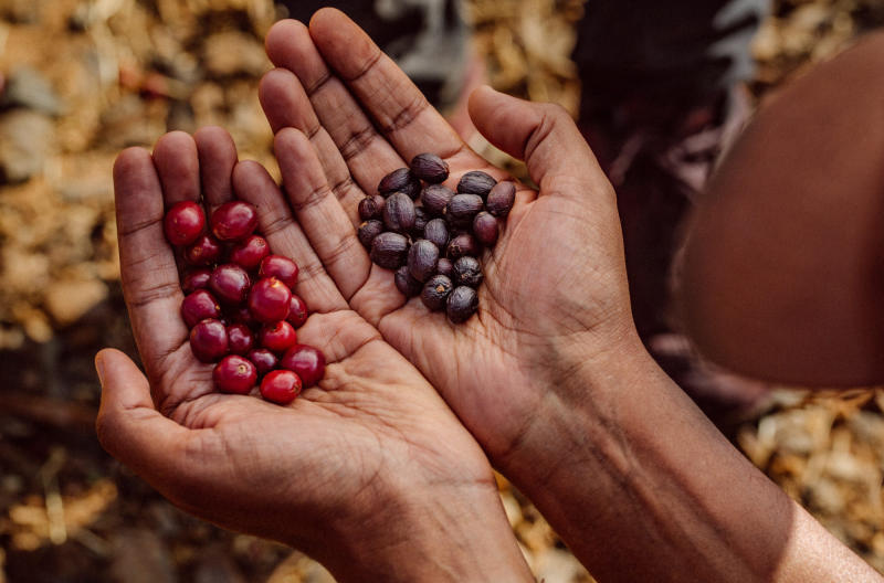 Cà phê với hương vị đặc biệt – Ethiopia